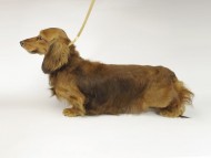 我が家の新星・英国チャンピオン直子 ジムダンディー 我が家の新星・英国チャンピオン直子 ジムダンディー