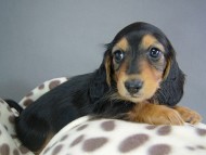 カニヘン　子犬　ブラタン女の子