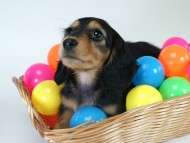 カニヘン　子犬　ブラタン女の子