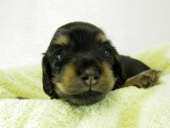 カニヘンダックス　仔犬　ブラッククリーム　男の子