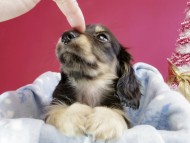 カニヘン ダックスフンド 子犬 ブラッククリーム男の子