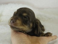 カニヘン　子犬　チョコクリ女の子