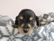 カニヘン 子犬 ブラクリ 男の子 カニヘン 子犬 ブラクリ 男の子