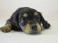 ミニチュワ　子犬　ブラッククリーム女の子