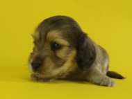 カニンヘン　子犬　シェーデットクリーム男の子