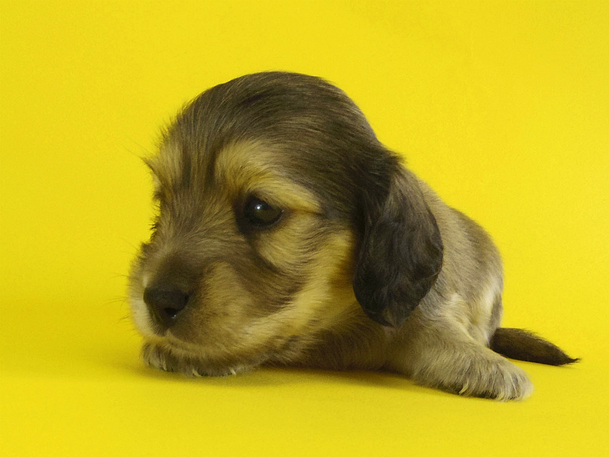 カニンヘン 子犬 シェーデットクリーム男の子 カニンヘン 子犬 シェーデットクリーム男の子