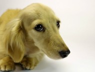 カニンヘンダックスフンド　シェーデットクリーム女の子　エリカ