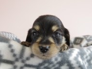 カニヘン 子犬 ブラクリ 男の子 カニヘン 子犬 ブラクリ 男の子