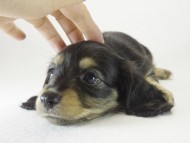 ミニチュワ　子犬　ブラッククリーム女の子