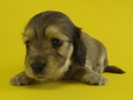 カニンヘン　子犬　シェーデットクリーム男の子