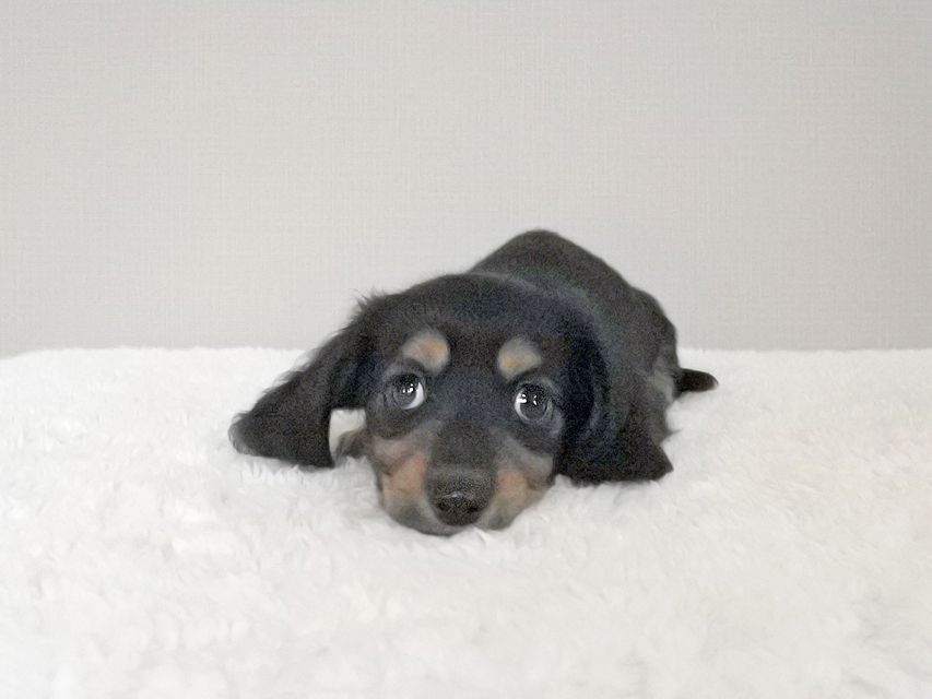 カニンヘンダックスフンド スワン & ジムダンディの子犬 ブラタン 男の子(1)081 カニンヘンダックスフンド スワン & ジムダンディの子犬 ブラタン 男の子(1)