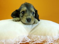 カニヘン 子犬 シェーデットクリーム 女の子 カニヘン 子犬 シェーデットクリーム 女の子