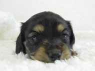 シャーディーの子　ブラクリ女の子