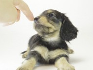 ミニチュワ　子犬　ブラッククリーム女の子