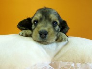 カニヘン　子犬　シェーデットクリーム　女の子