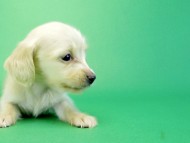 カニヘンダックス 子犬 ブラッククリーム男の子 カニヘンダックス 子犬 ブラッククリーム男の子