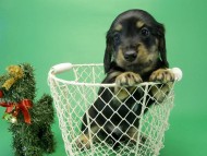 カニンヘンダックス　子犬　ブラッククリーム男の子