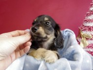 カニヘン ダックスフンド 子犬 ブラッククリーム男の子