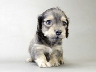 カニンヘン ダックスフンド 子犬 シェーデットクリーム 女の子