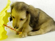 カニヘンダックス シェーデットクリーム 男の子 カニヘンダックス シェーデットクリーム 男の子