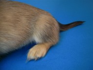 カニヘン 子犬 シェーデットクリーム男の子 カニヘン 子犬 シェーデットクリーム男の子