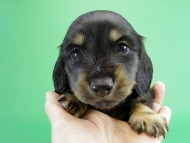 カニヘンダックス　子犬　ブラッククリーム男の子