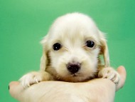 カニヘンダックス 子犬 ブラッククリーム男の子 カニヘンダックス 子犬 ブラッククリーム男の子