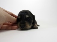 カニンヘン ダックスフンド 子犬 ブラック&クリーム 男の子 カニンヘン ダックスフンド 子犬 ブラック&クリーム 男の子