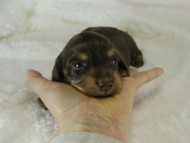 カニヘン　子犬　チョコクリ女の子