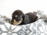 カニヘン 子犬 ブラクリ 男の子 カニヘン 子犬 ブラクリ 男の子