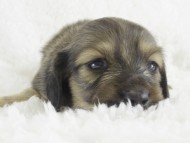 カニンヘン　子犬　シェーデットクリーム男の子