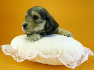 カニヘン 子犬 シェーデットクリーム 女の子 カニヘン 子犬 シェーデットクリーム 女の子