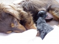 カニンヘンのコラムが5/19出産しました ブラックタン男の子1頭