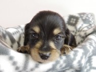 カニヘン 子犬 ブラクリ 男の子 カニヘン 子犬 ブラクリ 男の子