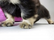 カニンヘン ダックスフンド 子犬 ブラッククリーム 男の子 カニンヘン ダックスフンド 子犬 ブラッククリーム 男の子