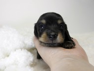 カニンヘン ダックスフンド 子犬 ブラッククリーム 男の子
