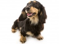 パセリ (3) パセリ (3)