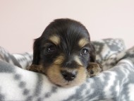 カニヘン 子犬 ブラクリ 男の子 カニヘン 子犬 ブラクリ 男の子