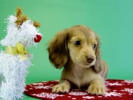 カニンヘンダックス　子犬　クリーム女の子