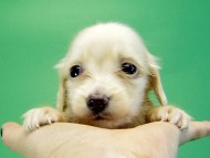 カニヘンダックス 子犬 ブラッククリーム男の子 カニヘンダックス 子犬 ブラッククリーム男の子