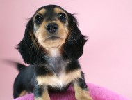 カニヘン 子犬 ブラタン女の子 カニヘン 子犬 ブラタン女の子