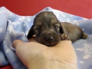 カニヘンダックス 仔犬 シェーデットクリーム男の子 カニヘンダックス 仔犬 シェーデットクリーム男の子