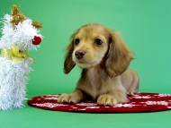 カニンヘンダックス　子犬　クリーム女の子