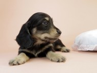 カニンヘーン ダックスフンド 子犬 ブラッククリーム男の子