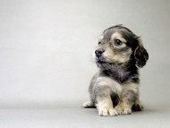 カニンヘン ダックスフンド 子犬 シェーデットクリーム 女の子