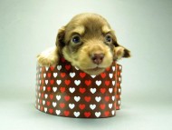 カニンヘンダックスフンド　チョコクリーム　子犬　男の子♪