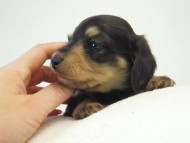 ミニチュアダックス シャーディー & オスカルの赤ちゃん ブラッククリーム 男の子 ミニチュアダックス シャーディー & オスカルの赤ちゃん ブラッククリーム 男の子
