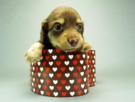 カニンヘンダックスフンド　チョコクリーム　子犬　男の子♪