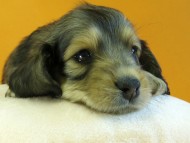 カニヘン　子犬　シェーデットクリーム　女の子