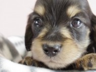 カニヘン 子犬 ブラクリ 男の子 カニヘン 子犬 ブラクリ 男の子